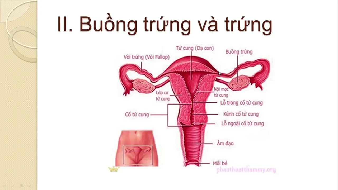 Chẩn đoán suy tuyến sinh dục nữ như thế nào?