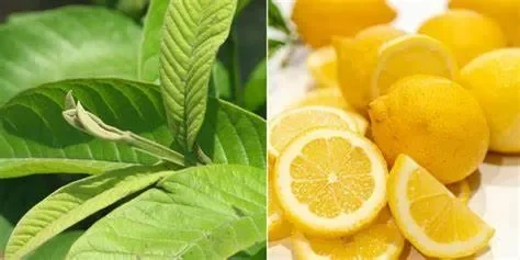 Người bị dị ứng hoặc mẫn cảm với thành phần của thuốc: "Kiểm tra kỹ thành phần"
