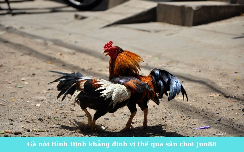 Gà nòi Bình Định khẳng định vị thế qua sân chơi Jun88