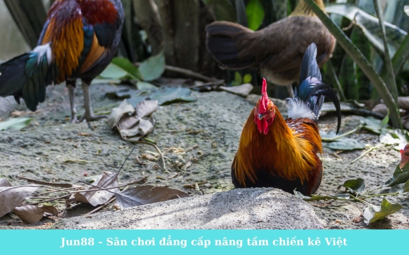 Jun88 - Sân chơi đẳng cấp nâng tầm chiến kê Việt